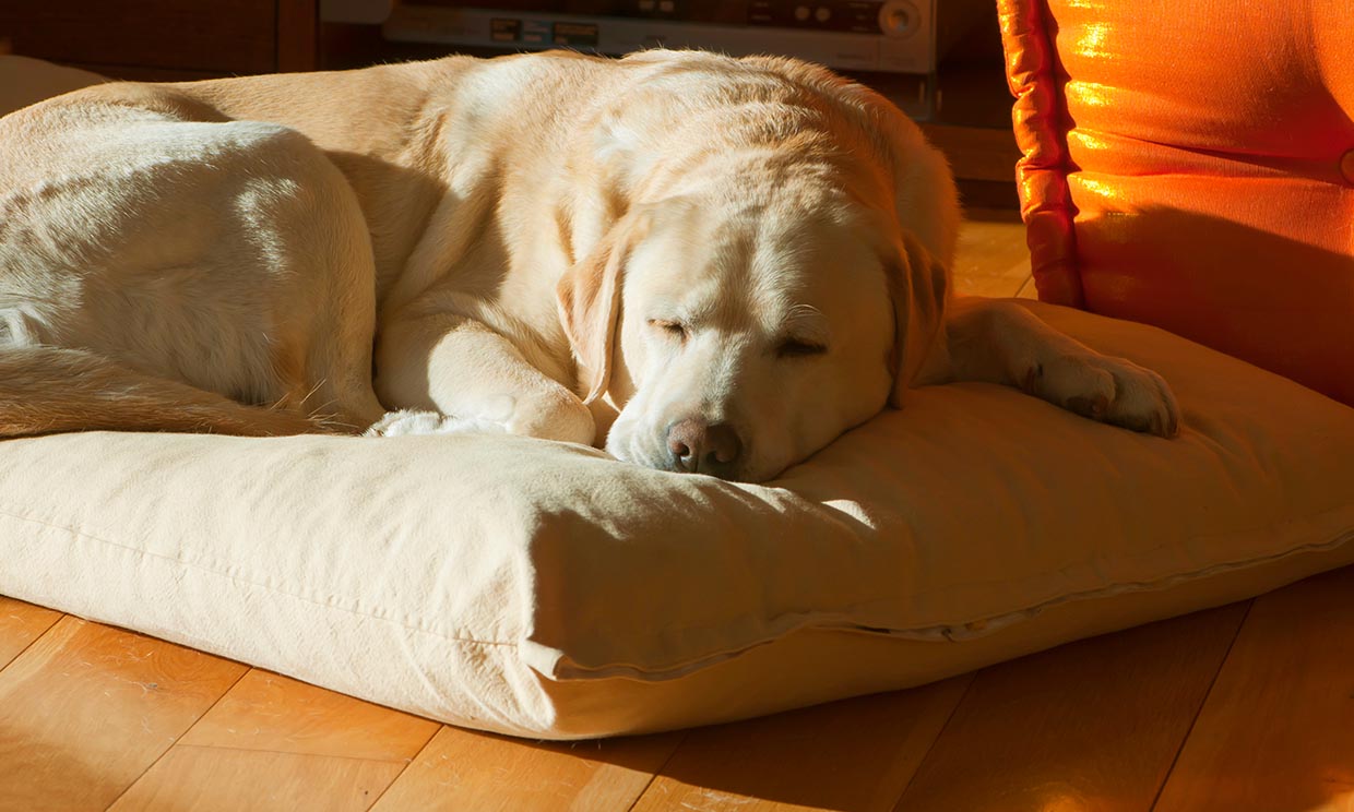 Estos cuidados nocturnos cambian cuando tu perro se hace mayor 