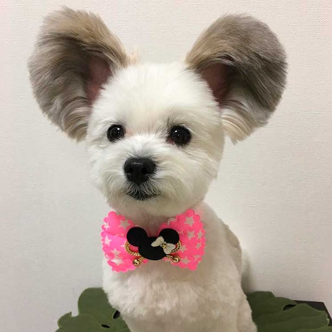 ¿Un perrito con las orejas de Mickey Mouse? Se llama Goma y es un fenómeno viral