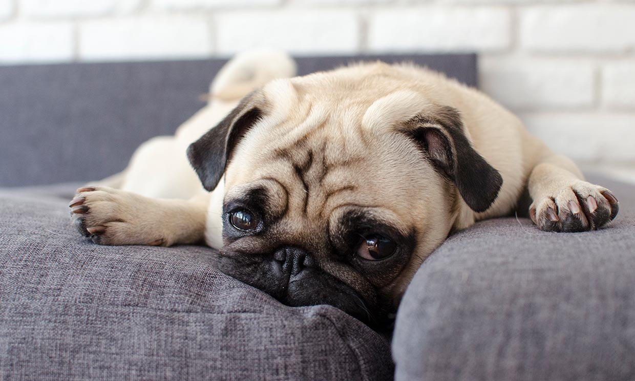 Razones por las que un perro puede sentirse deprimido