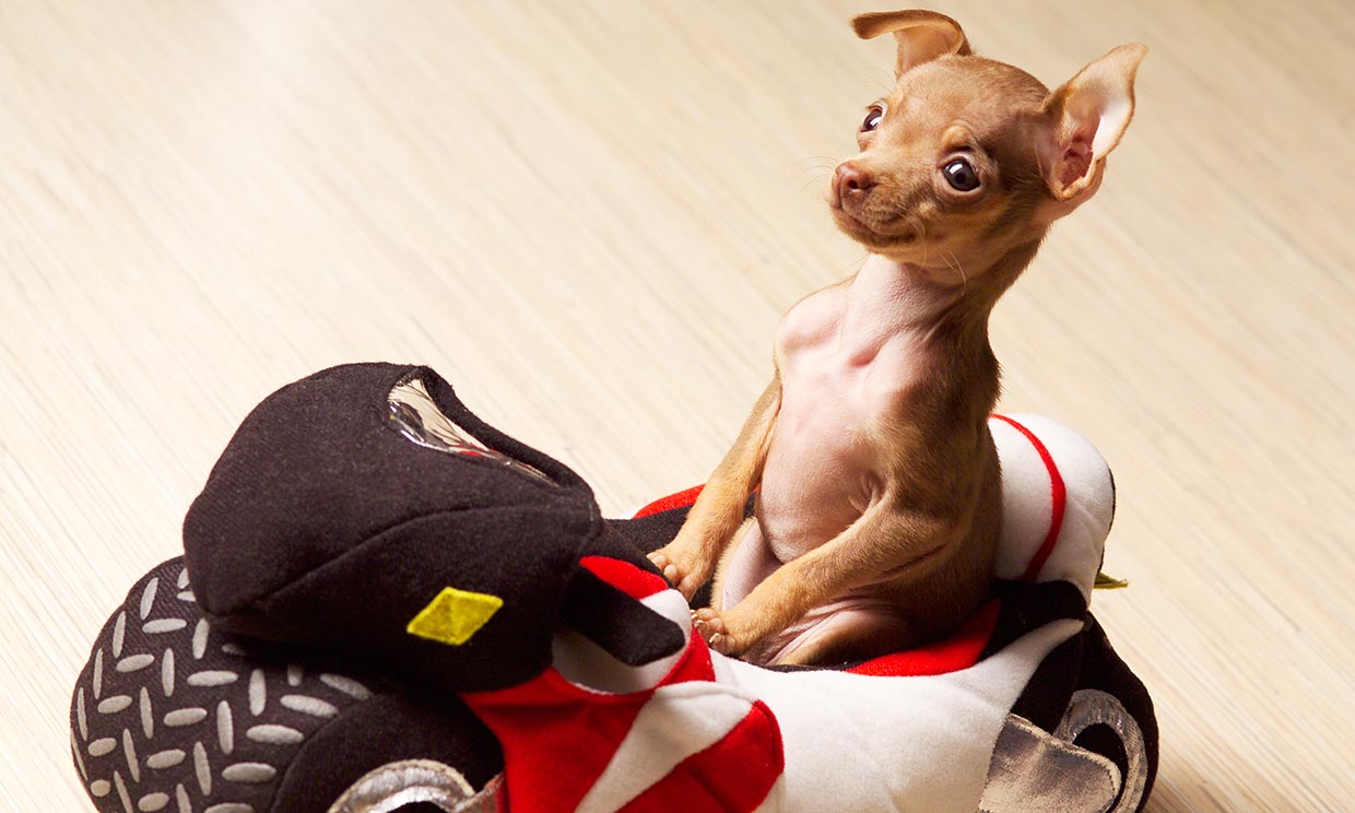 Razas de perro 'toy' o miniatura para que puedas viajar con tu mascota en vacaciones