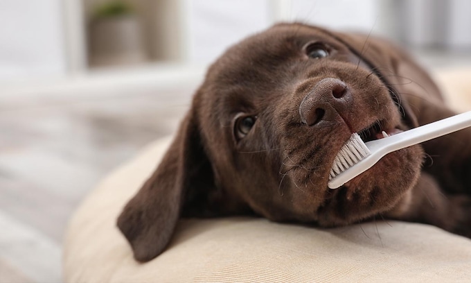 Cómo cuidar la salud dental de tu perro