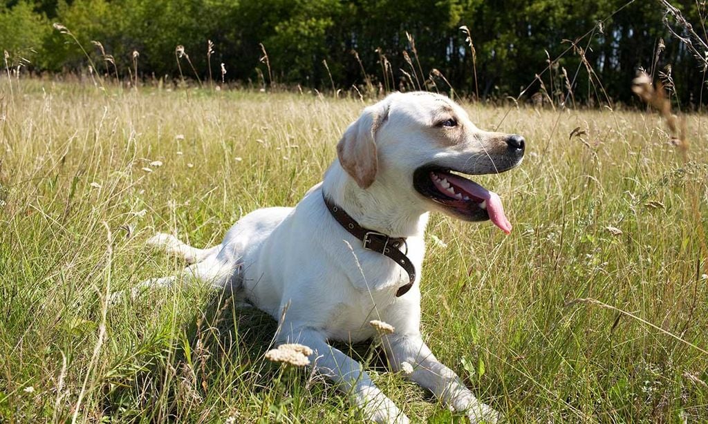 perro en el campo