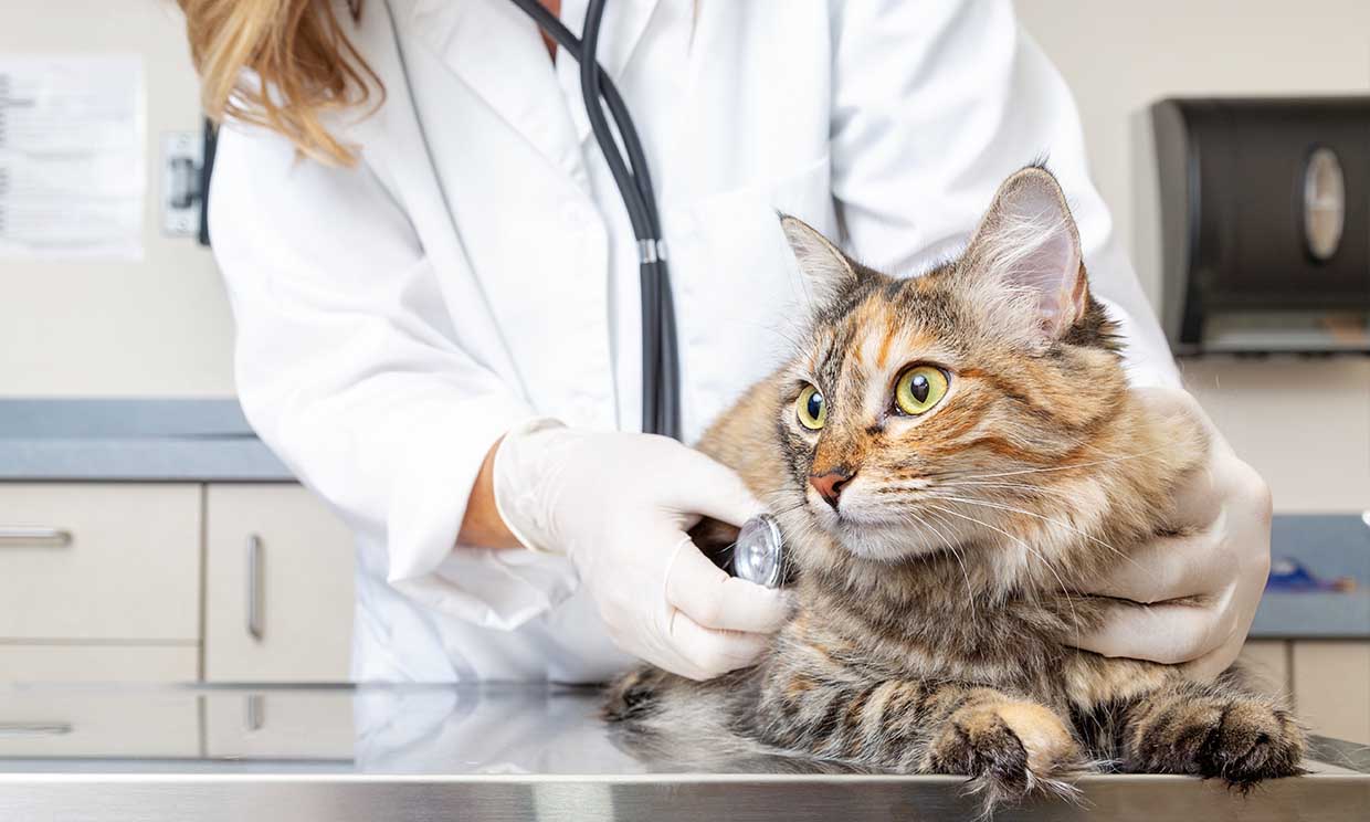 Pros y contras de castrar o esterilizar a tus mascotas 