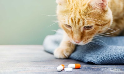 Las gatas también pueden tomar anticonceptivos