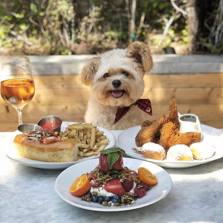 Popeye, el perrito 'foodie' que enamora en Instagram