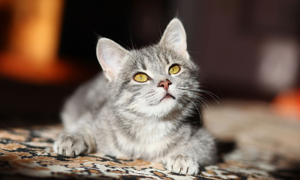 Cálculos urinarios, una enfermedad muy frecuente en gatos