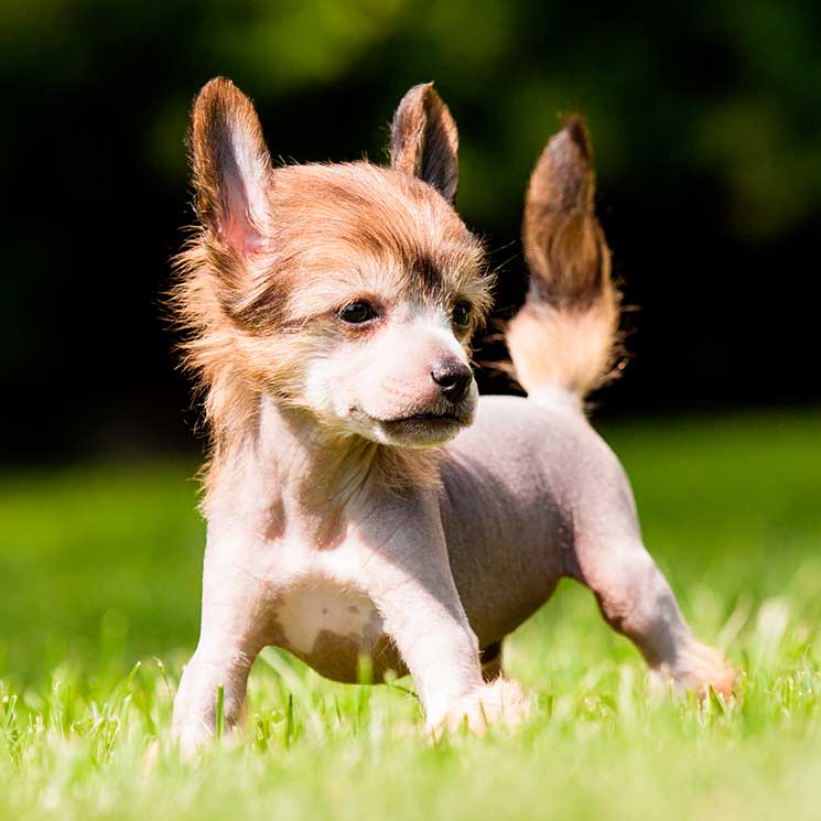 Estas son las razas de perro más caras y sofisticadas