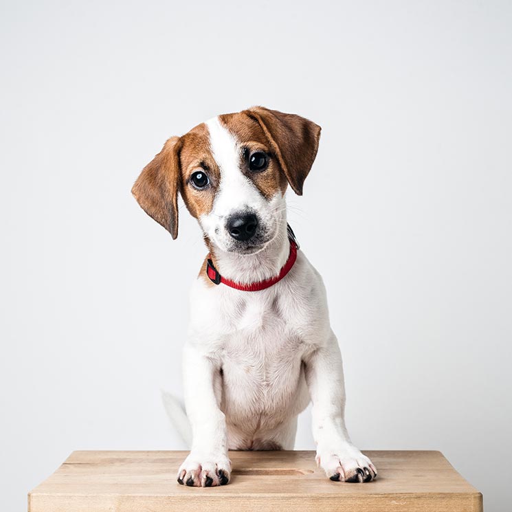 Razas de perro pequeños que parecen grandes 