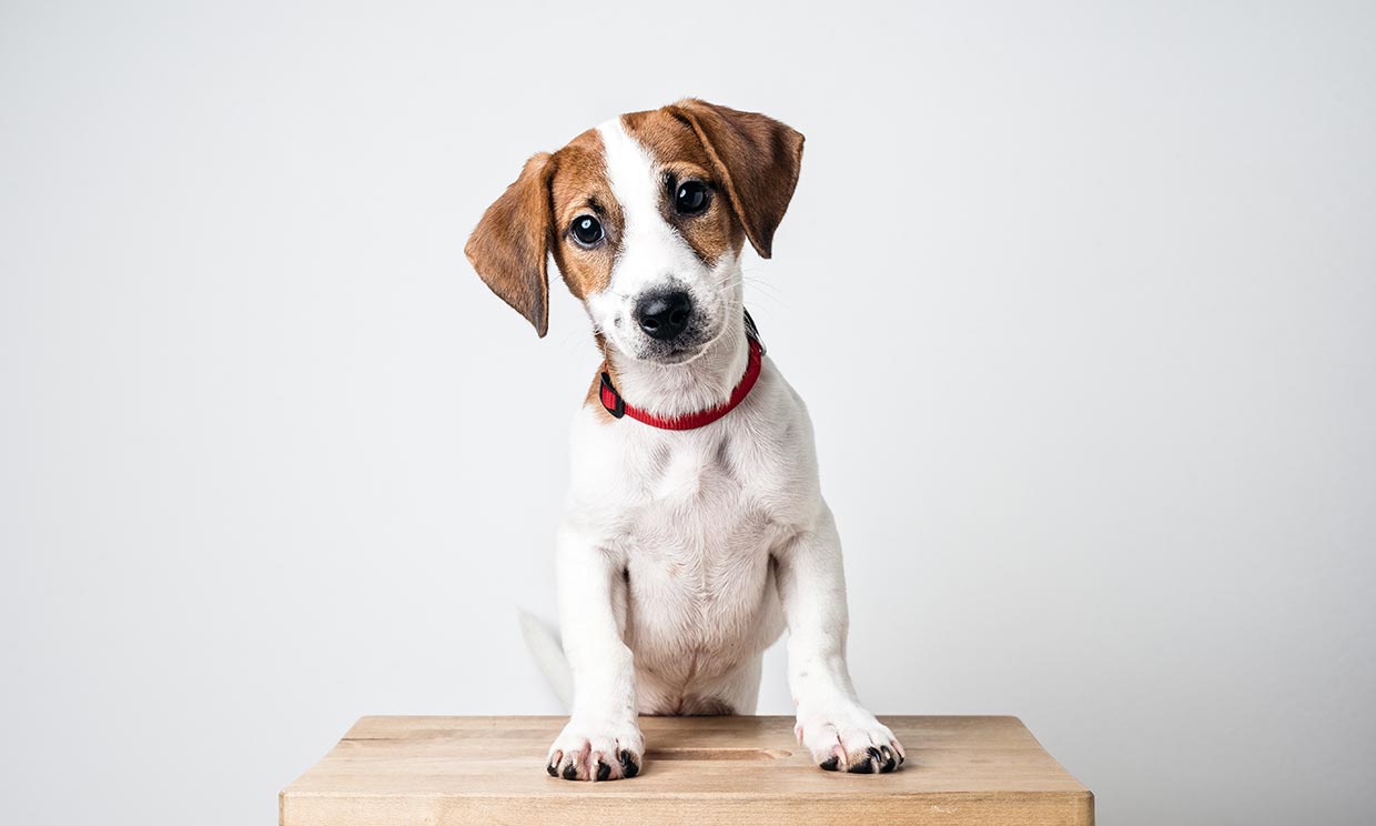 Razas de perro pequeños que parecen grandes