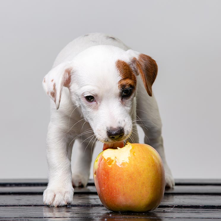 ¿Son saludables las frutas y verduras para nuestras mascotas?