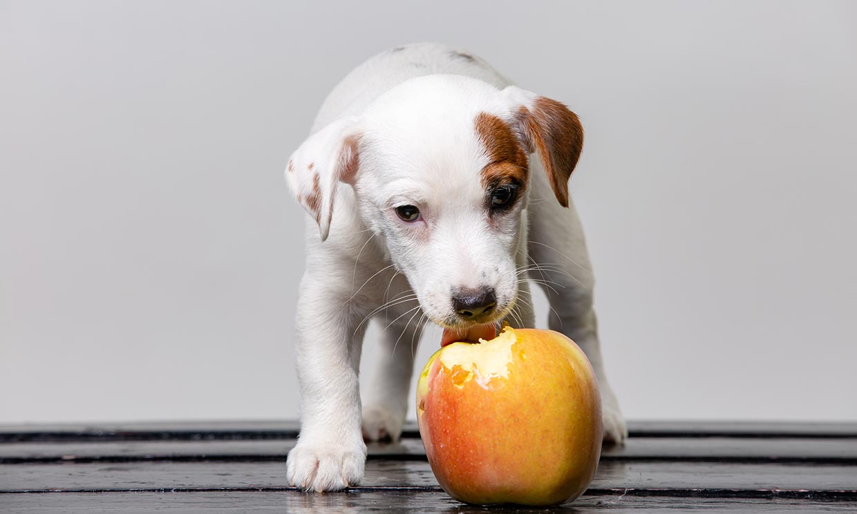 ¿Son saludables las frutas y verduras para nuestras mascotas?