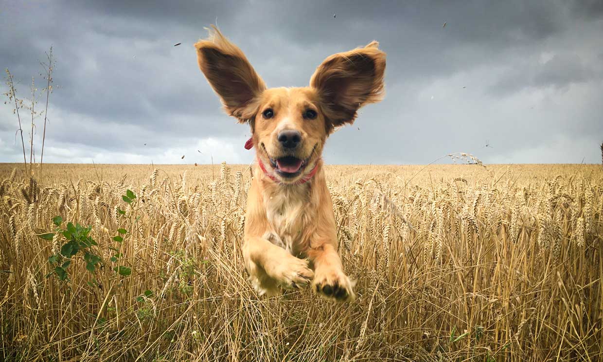 Estas son las fotografías de perros más bonitas del año