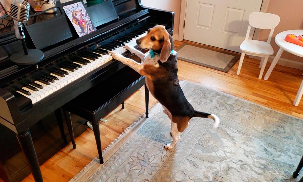 Conoce al perro que se ha hecho viral por cantar y tocar el piano