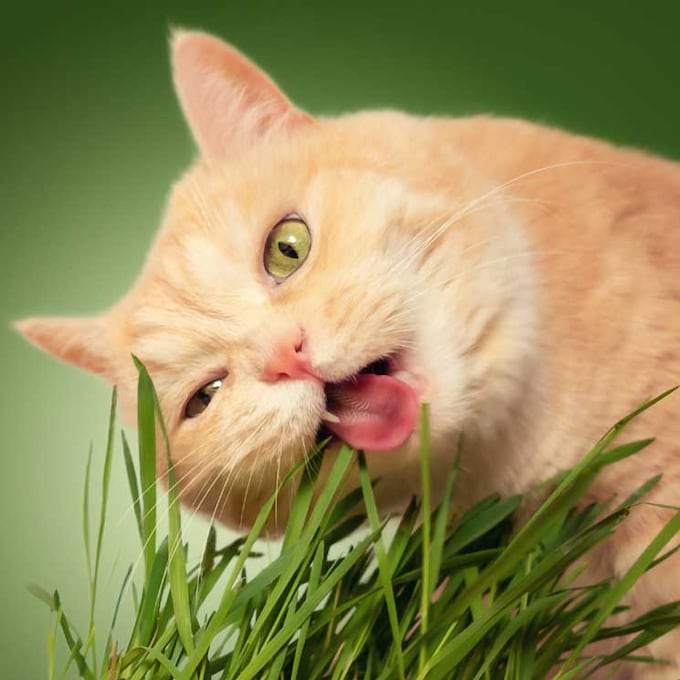  Esta es la razón por la que tu gato se come las plantas