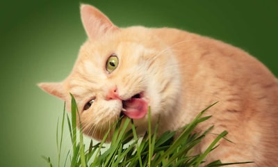 Esta es la razón por la que tu gato se come las plantas
