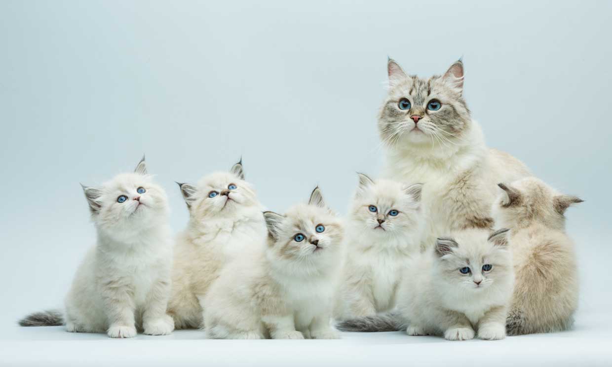 Esta es la historia de las razas de gato más comunes