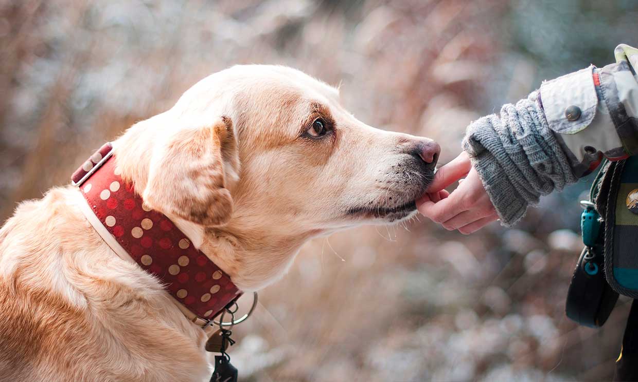 La inteligencia de estos perros te sorprenderá