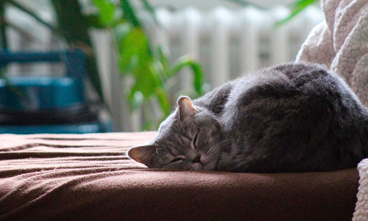 No todos los gatos son ariscos, estas son las razas más cariñosas