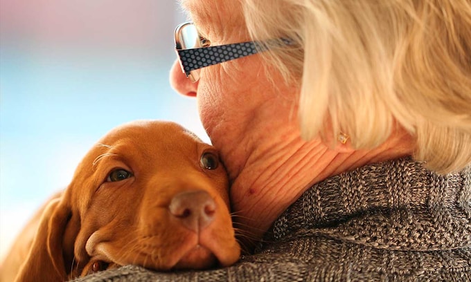 Como una mascota puede mejorar la vida de las personas mayores