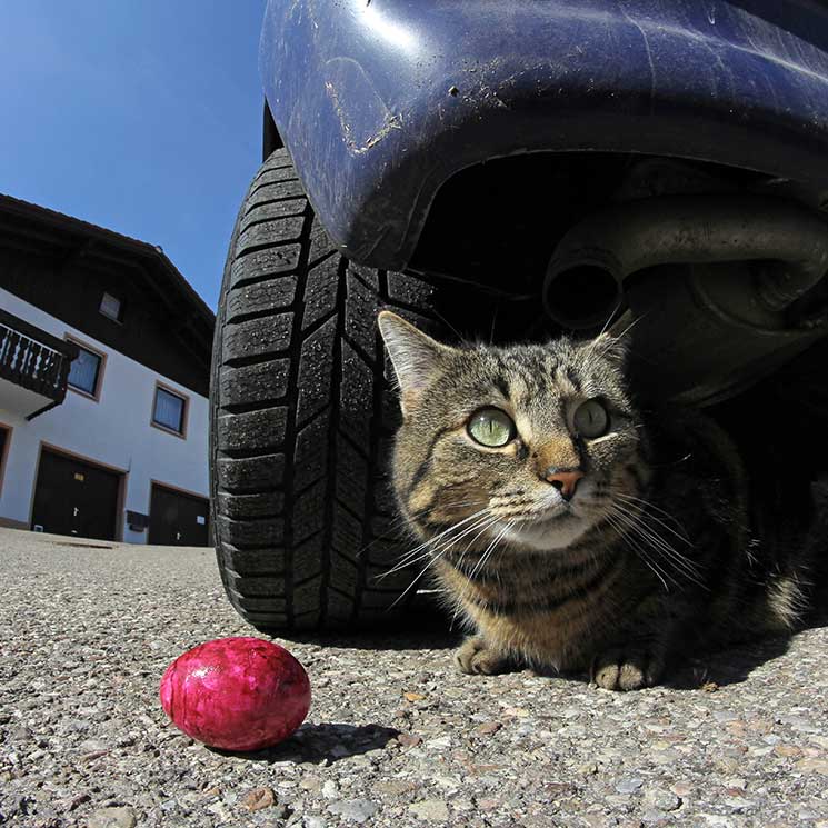 El tierno momento en el que un gato se reencuentra con su dueña 11 años después de su desaparición