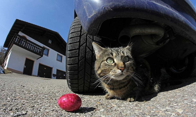 imagen de un gato debajo de un coche