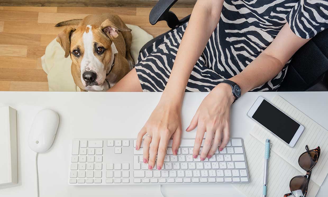 ¿Llevarías a tu perro al trabajo? Estos son los pasos a seguir