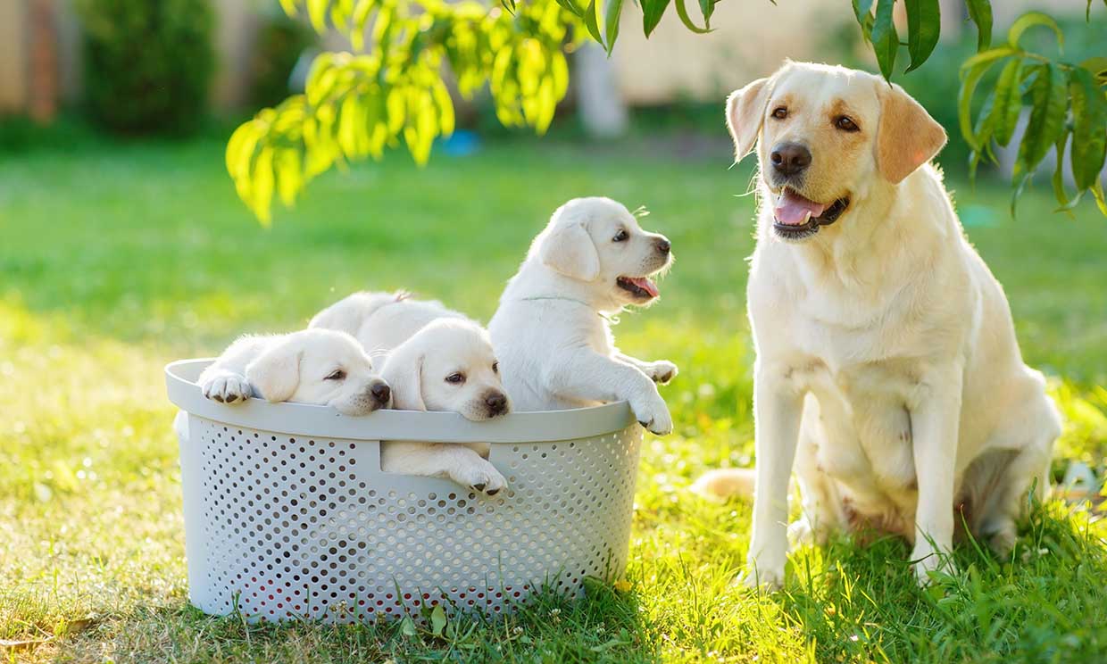 ¿Vas a tener cachorros? Esto es todo lo que debes saber sobre su gestación y parto