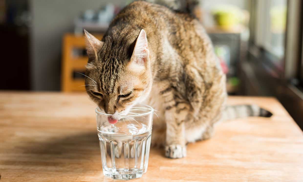 Deshidratación felina, cuando el rechazo al agua incluso les impide beberla
