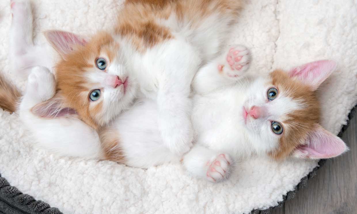 gatos-clonados