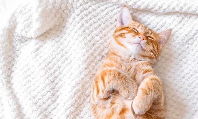 Descubre por qué los gatos duermen hasta 16 horas diarias