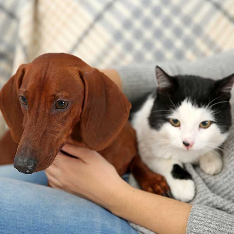 ¿Te gustan más los perros o los gatos? Tu elección puede delatar  tu personalidad