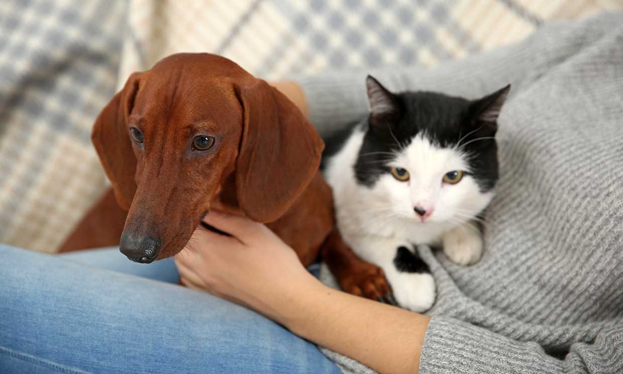 ¿Te gustan más los perros o los gatos? Tu elección puede delatar tu personalidad