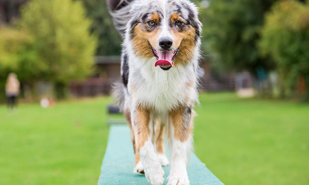 Las razas de perro más apropiadas para practicar 'agility'