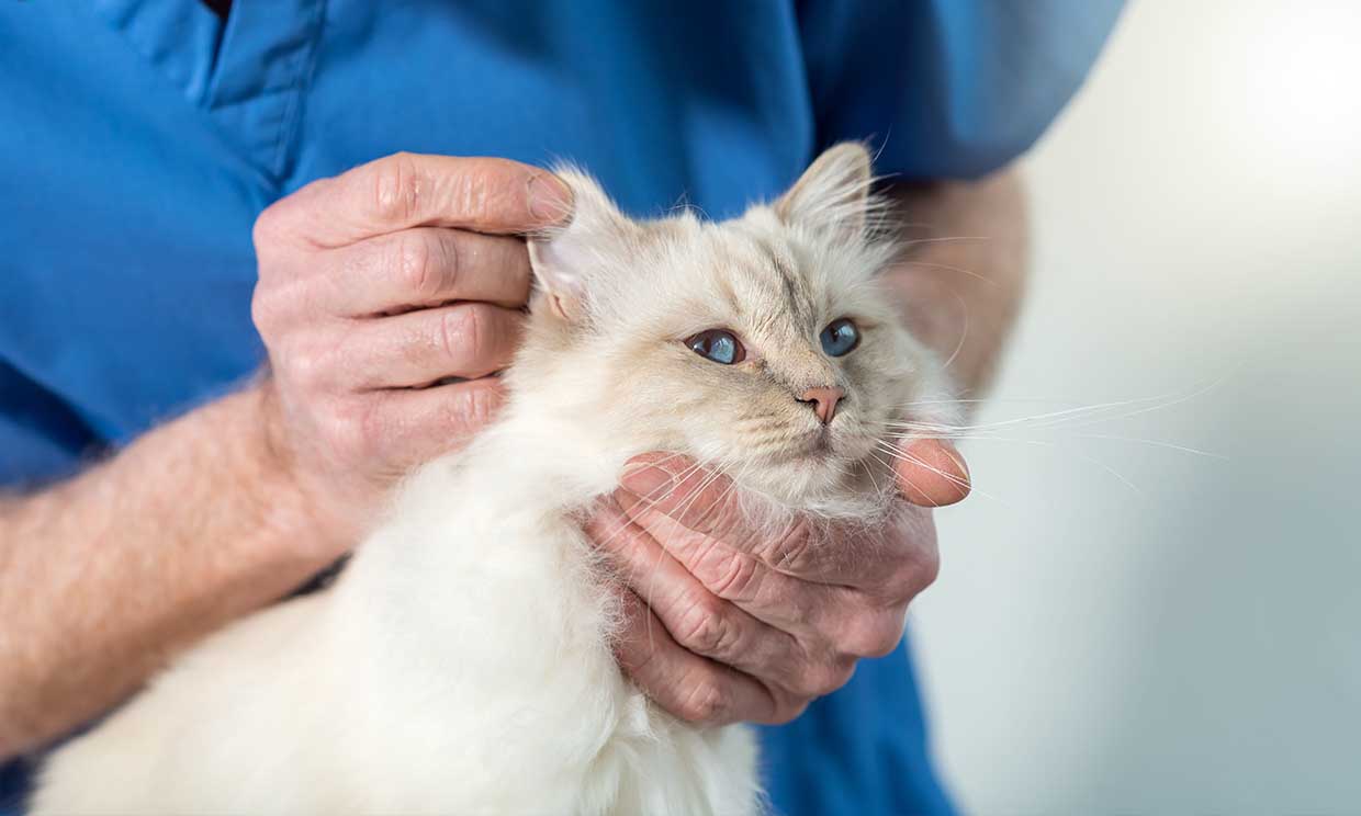 Cómo detectar la otitis en los gatos