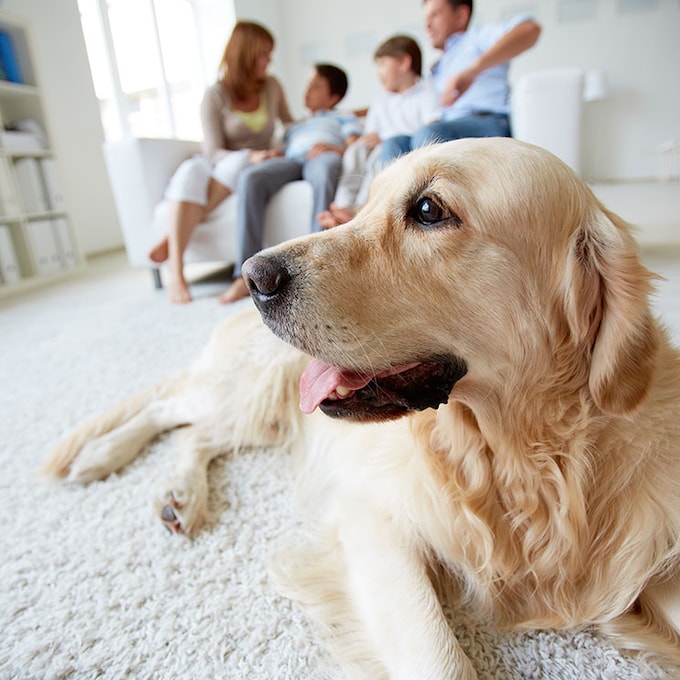 Consejos para cuidar de tu perro cuando ya es anciano 