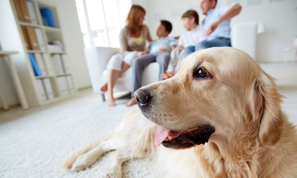 Perro labrador con una familia