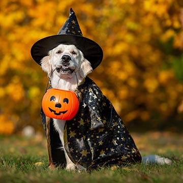 Puede ser ignorado análisis Descubrimiento Estos disfraces de Halloween para perros ¡nos han encantando! - Foto 1