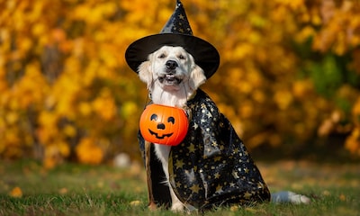 Estos disfraces de Halloween para perros ¡nos han encantando!