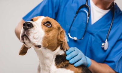 La brucelosis es la enfermedad que tu perro puede contagiarte