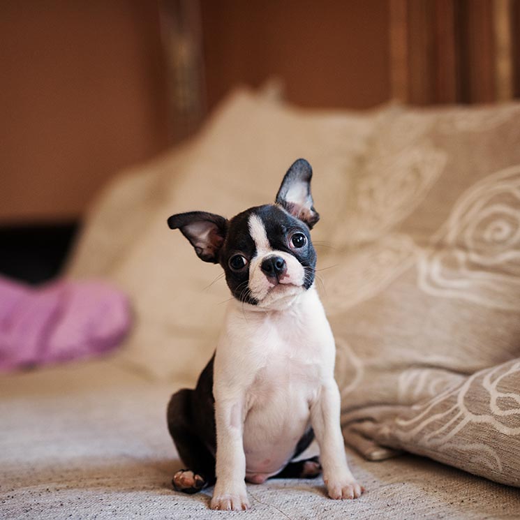 Las mejores razas de perro, si tu pareja se resiste a tener mascota