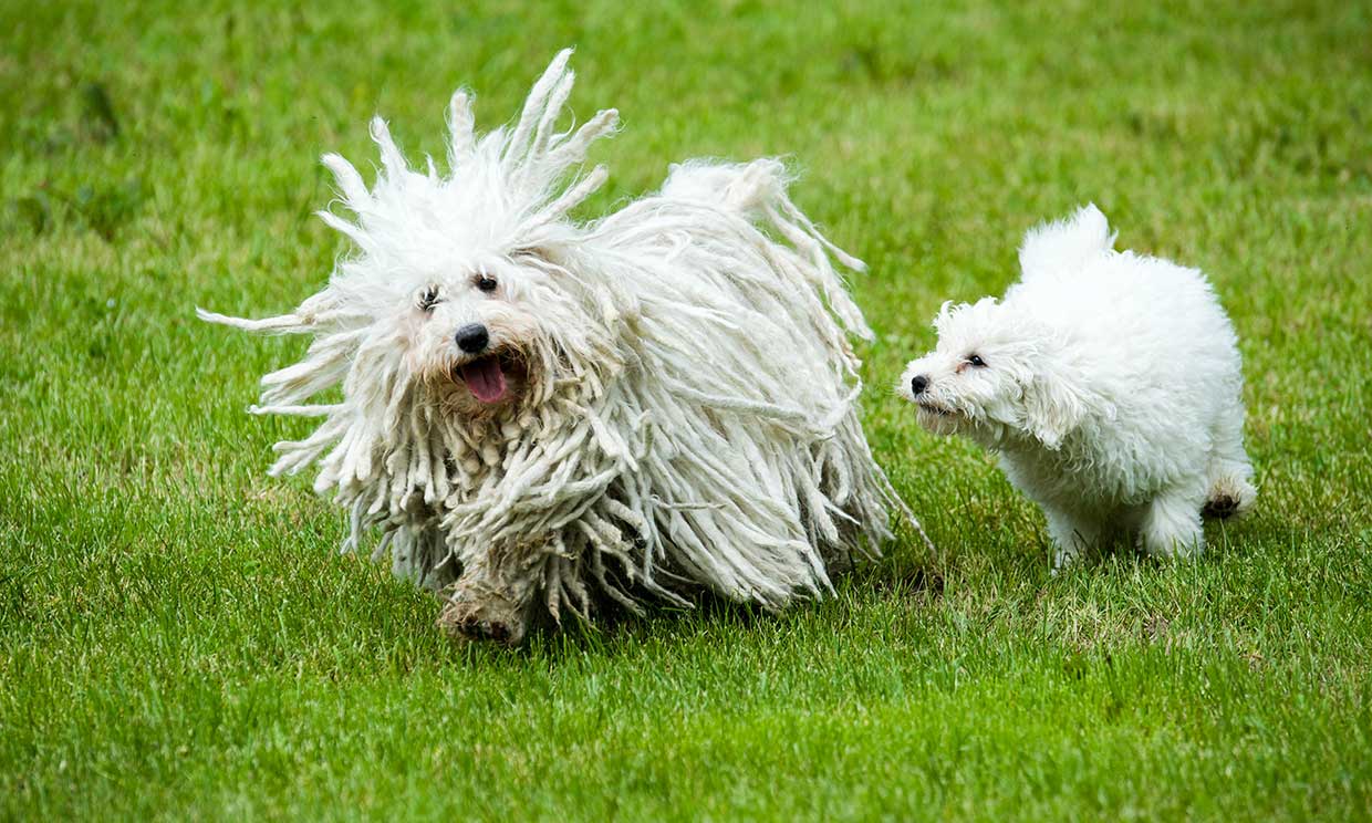 Descubre las diferentes razas de perro pastor