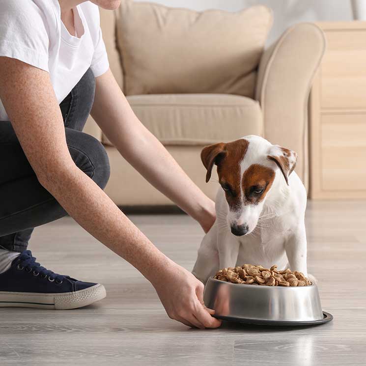 Dime de qué raza es tu perro y te diré qué comida le sienta mejor