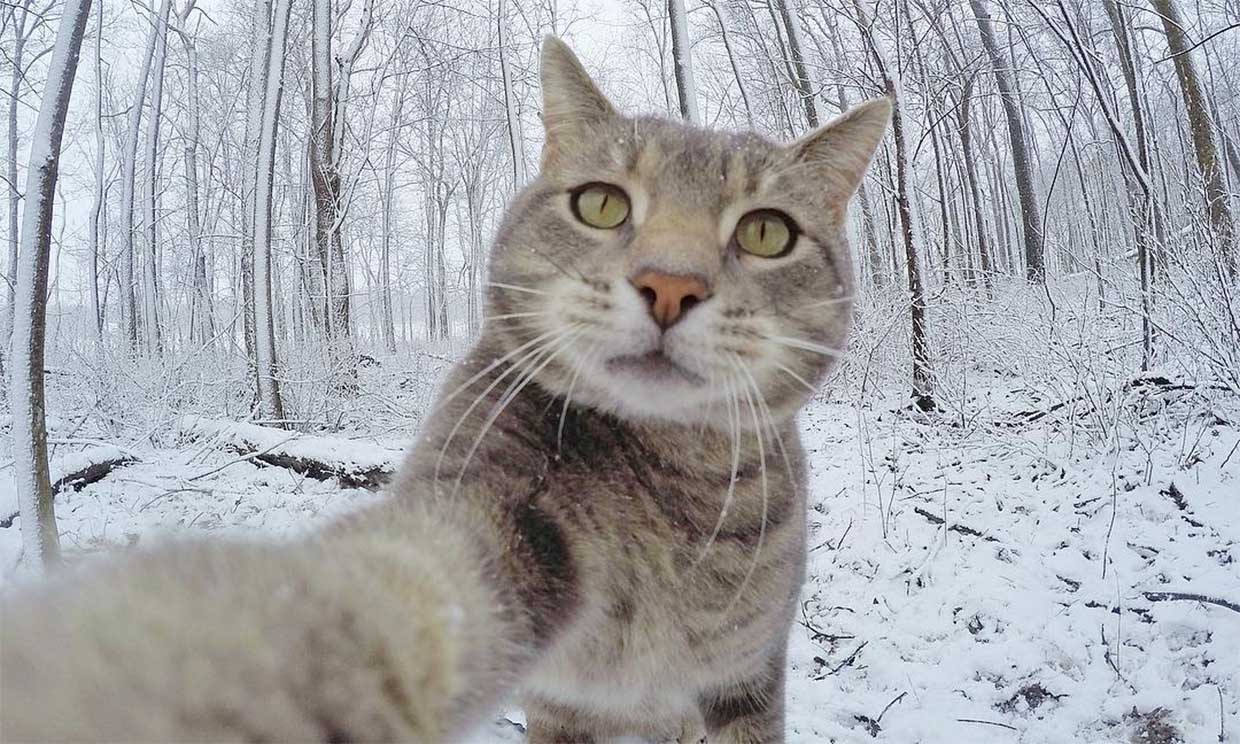 El gato que triunfa en la Red con sus 'selfies'