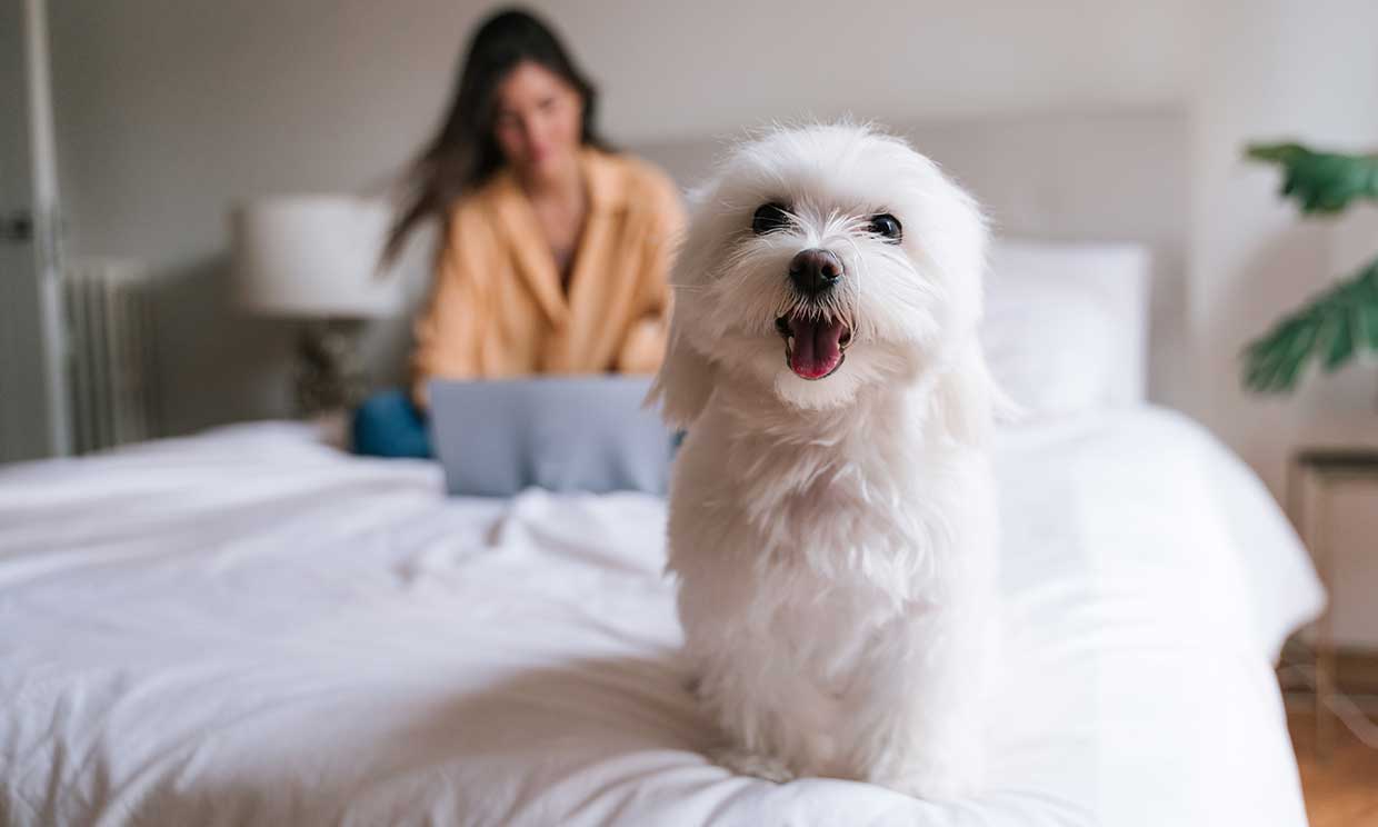 Las diferentes razas de bichón y su personalidad