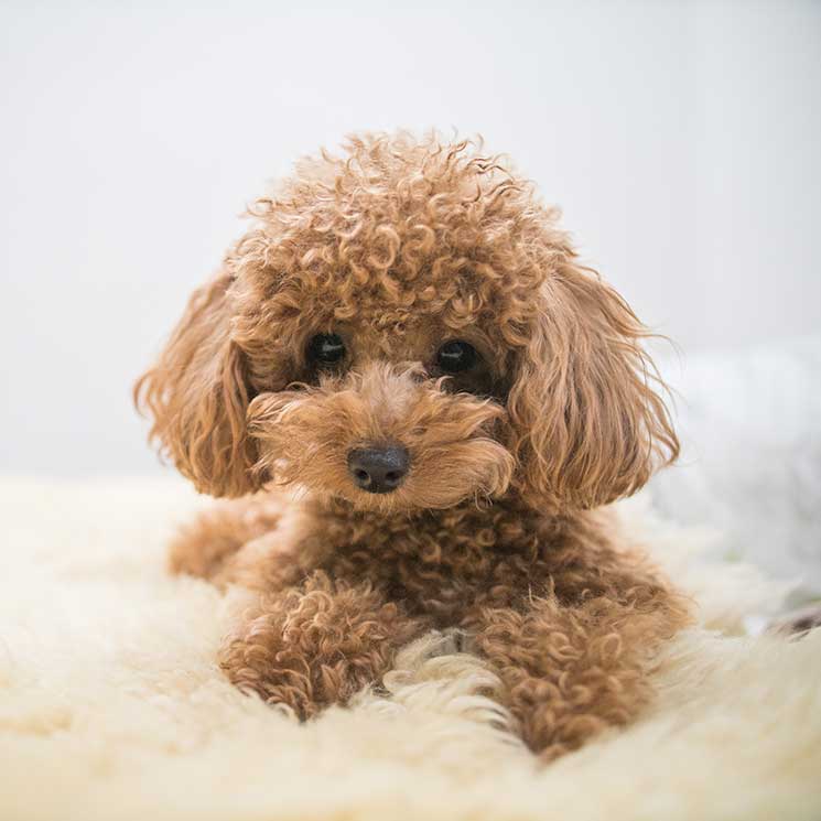  Caniche: un cariñoso, inteligente y entrañable perro de compañía