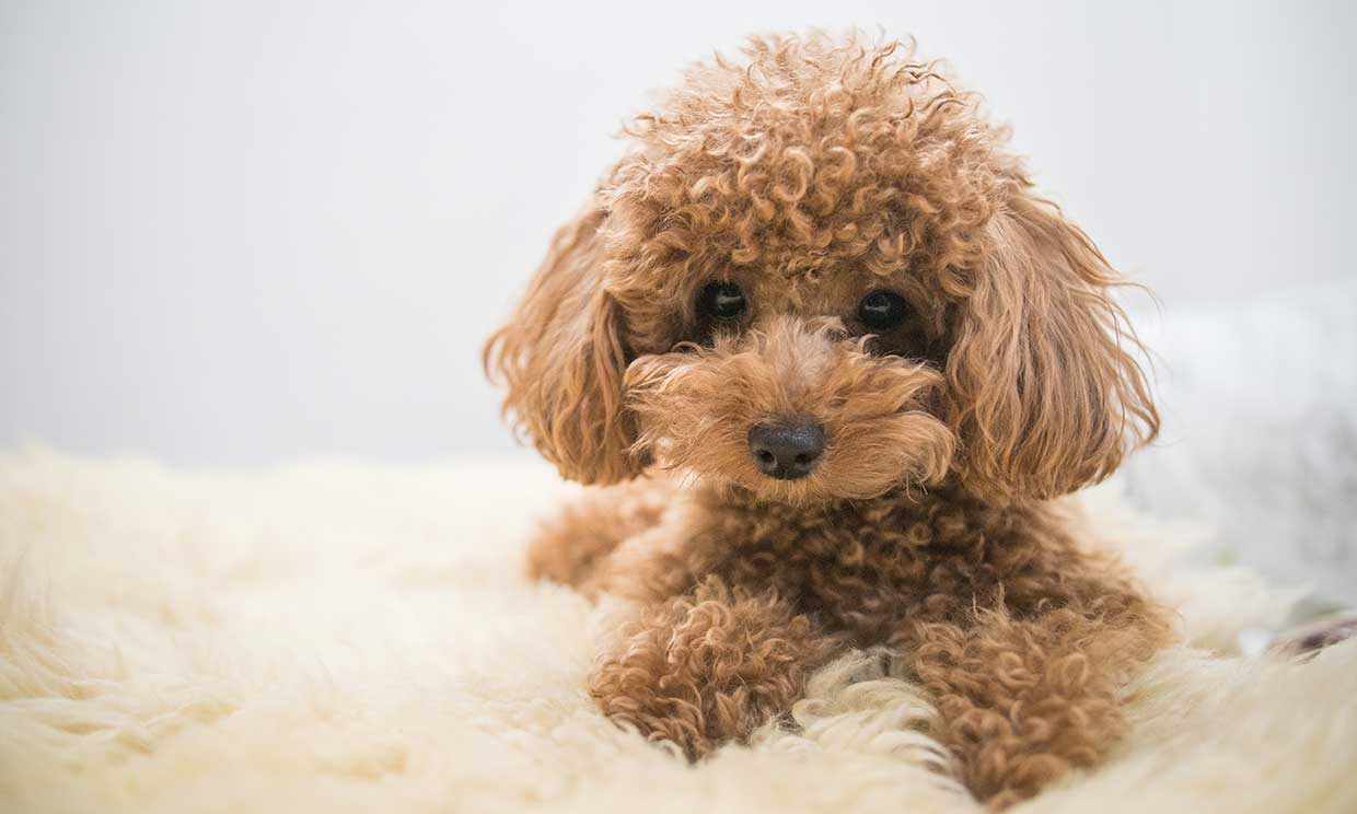 Caniche: un cariñoso, inteligente y entrañable perro de compañía