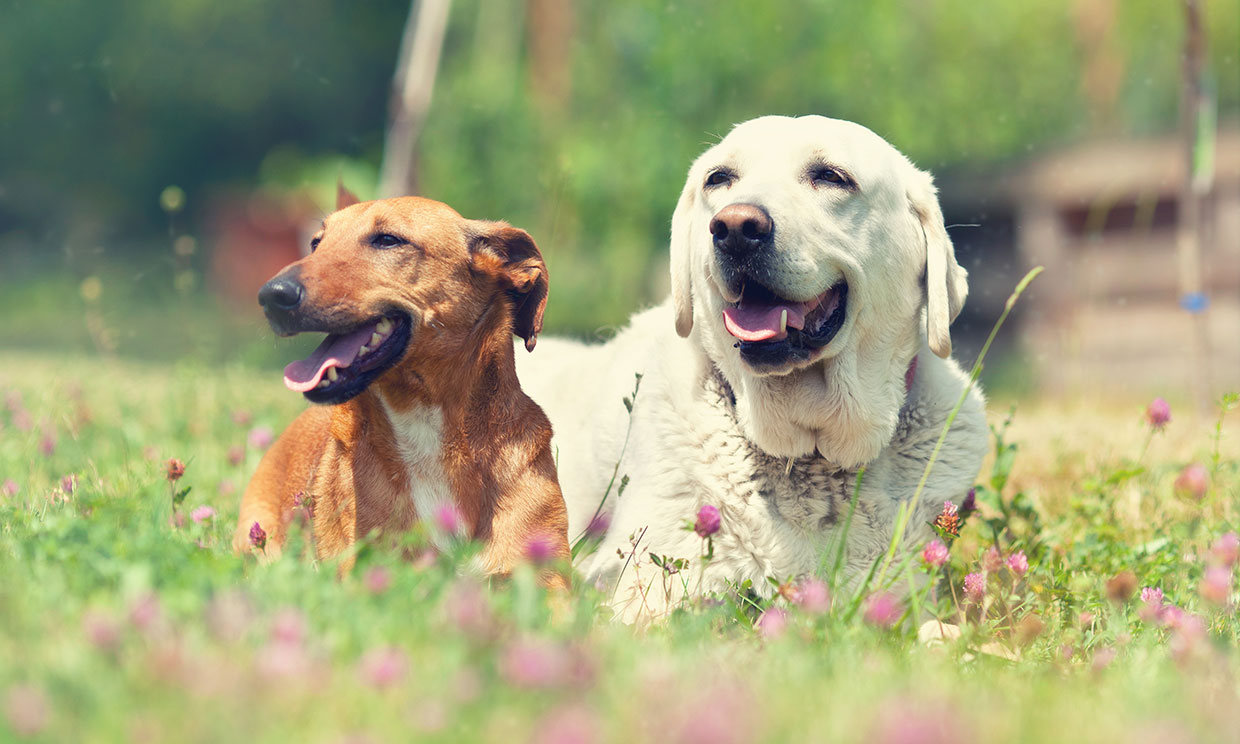 Una nueva fórmula para calcular 'los años humanos' de tu perro