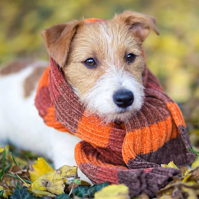 El invierno también llega para tu mascota, lo que debes tener en cuenta para pasearlo con frío 