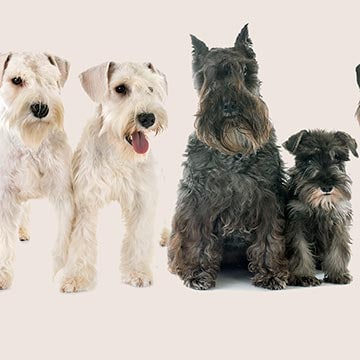 Razas perro: schnauzer miniatura, un perro grande de tamaño pequeño - Foto