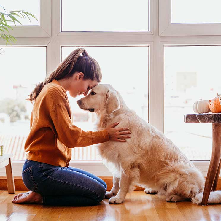 Tu perro agradece tu cariño, pero ¿cómo se lo transmito? 